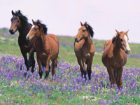 Field Horses